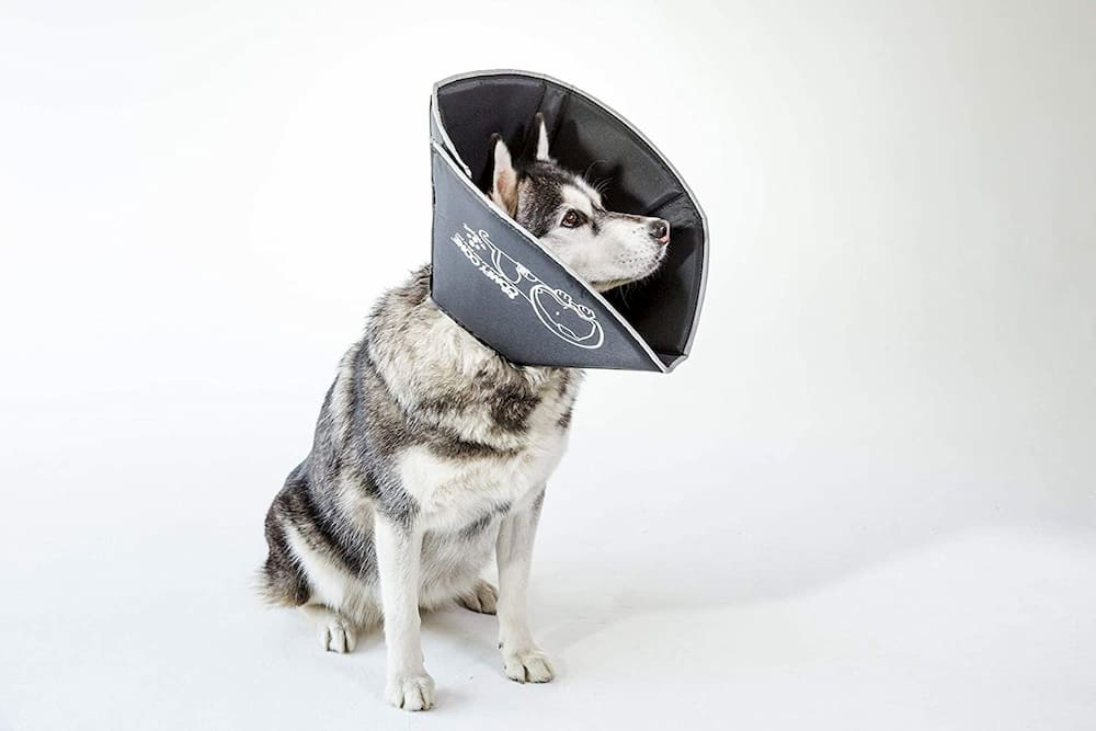 7 Dog Cone Alternatives That Actually Work Vetstreet Vetstreet