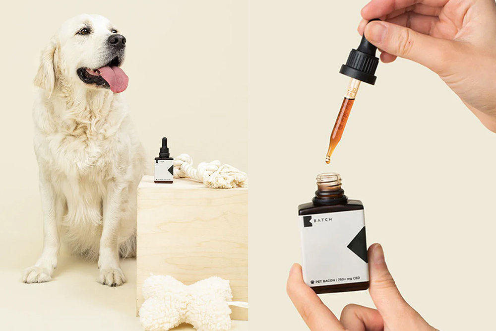 lifestyle shot with white golden retriever and bottle of BATCH CBD