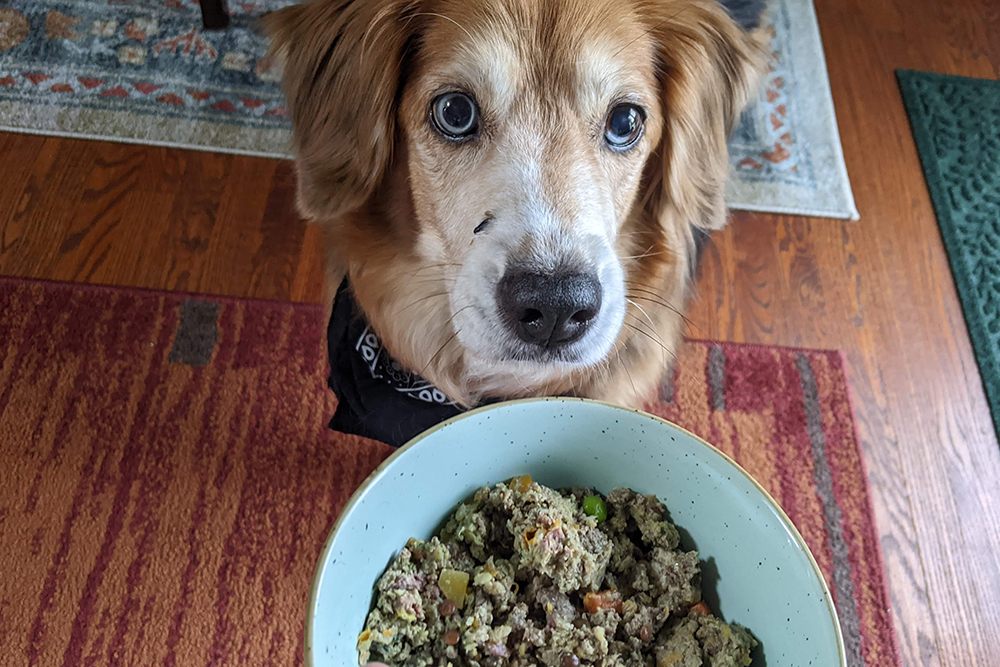 dog looking up at owner holding bowl of food with BATCH CBD in it 