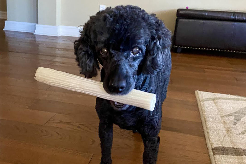 Black miniature poodle with a better belly dental chew in his mouth