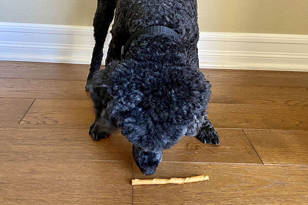 Black miniature poodle investigating Better Belly pork hide twist