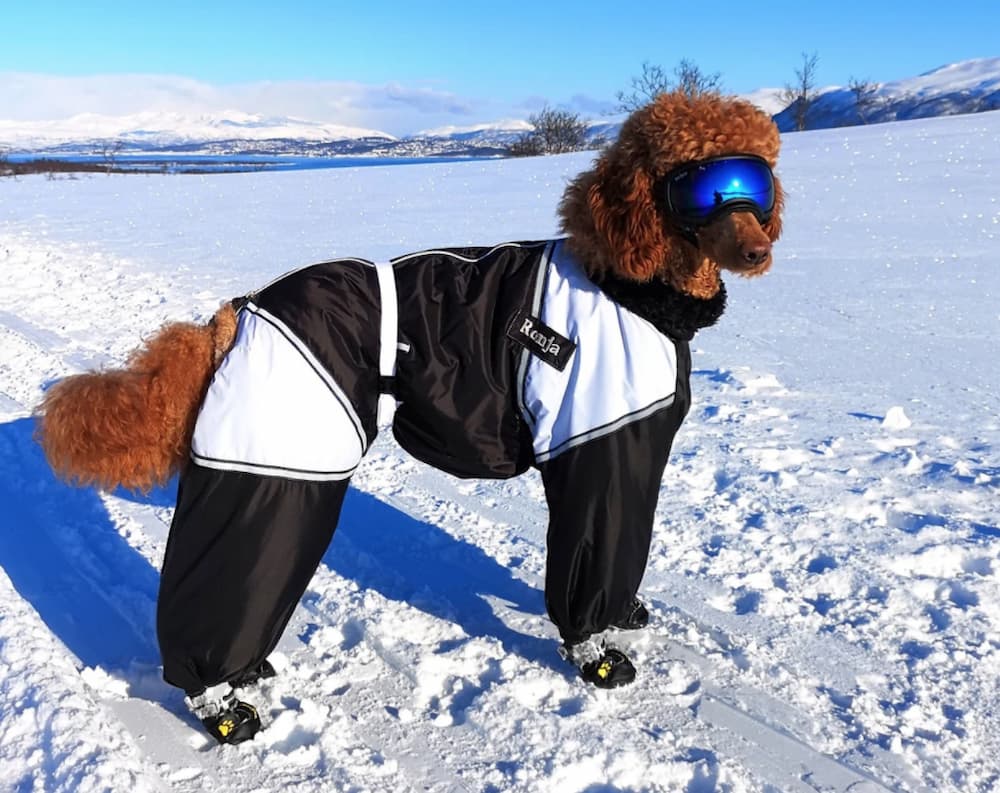 CUSTOM FIT Dog Winter Clothes Made Snowsuit Winter Full Body Jacket Coat Warm