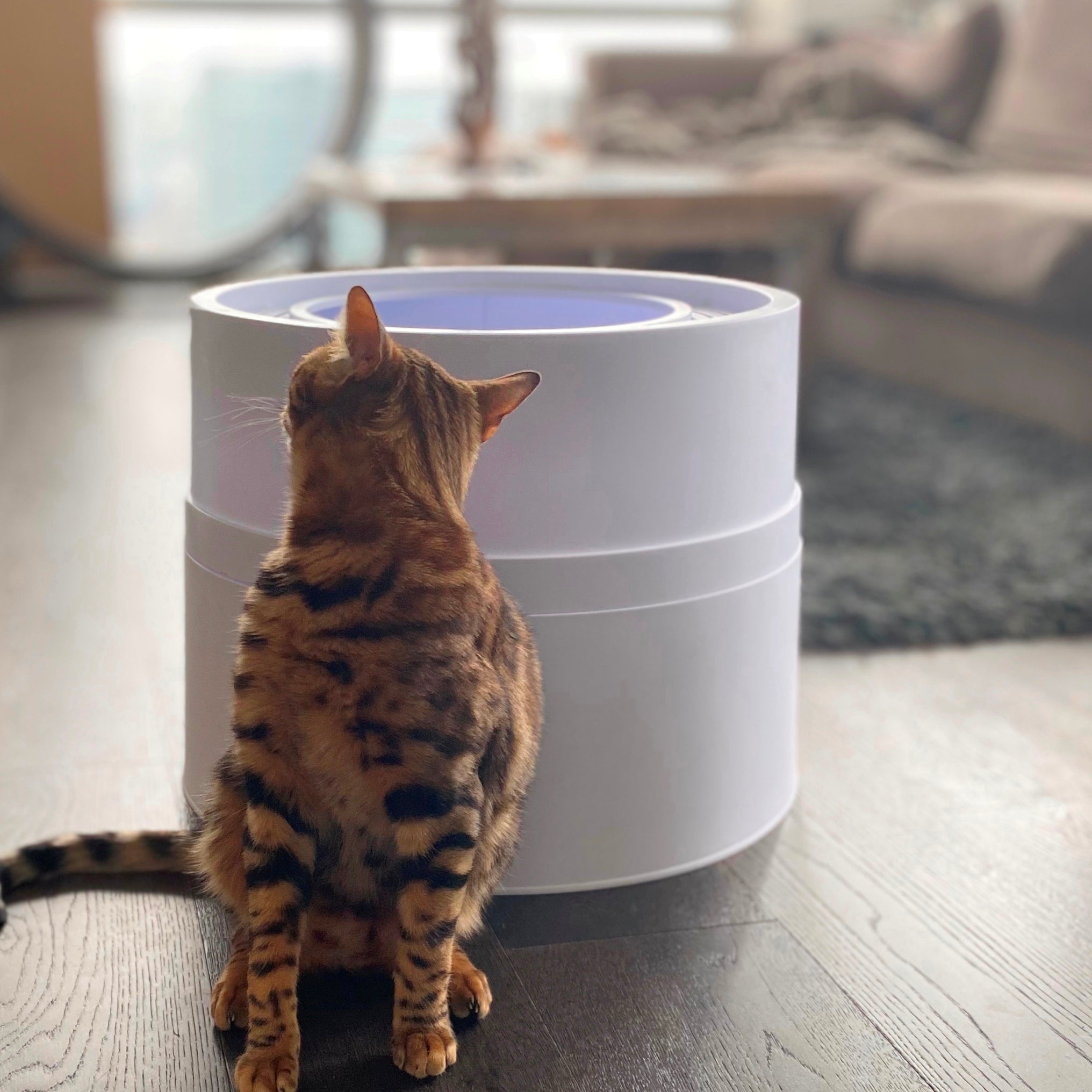 Cat looking at litter box that is modern and controls odor