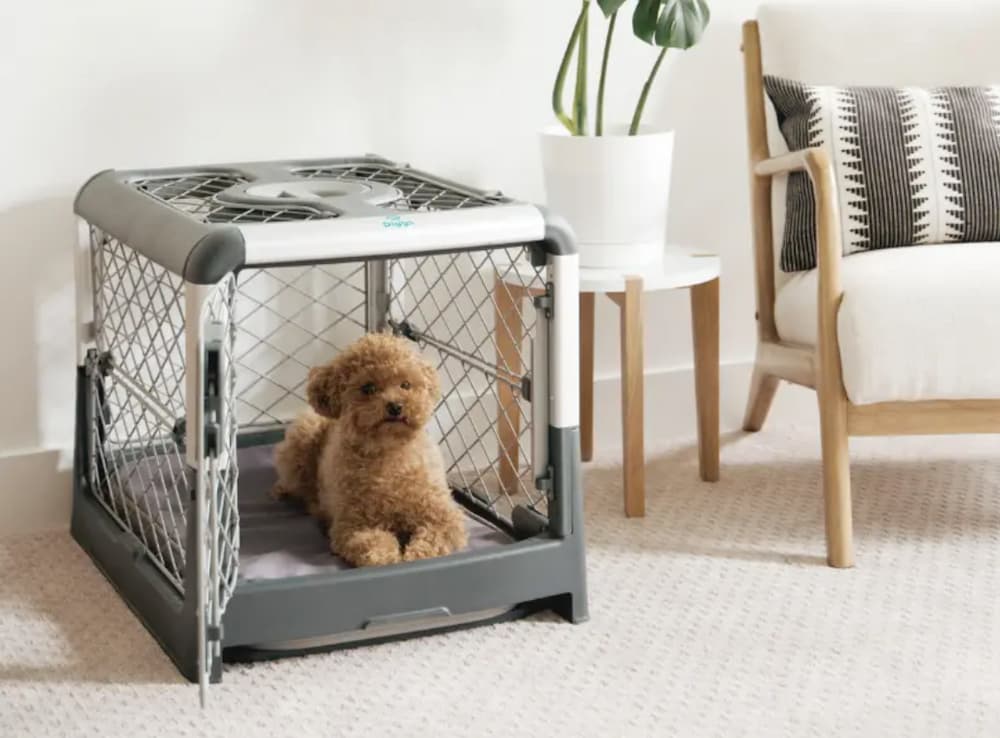 Diggs Revol Dog Crate Review: Next-Level Design, Safety, and Comfort