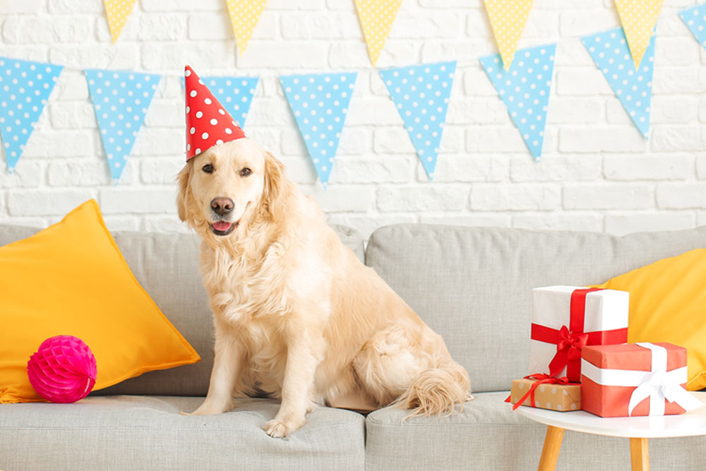7 Best Dog Birthday Gifts