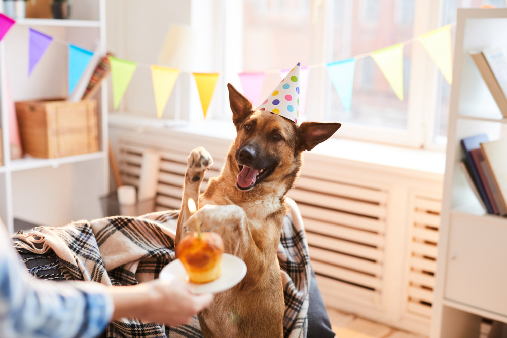 The Best Gifts For Pets and Pet Parents in 2023