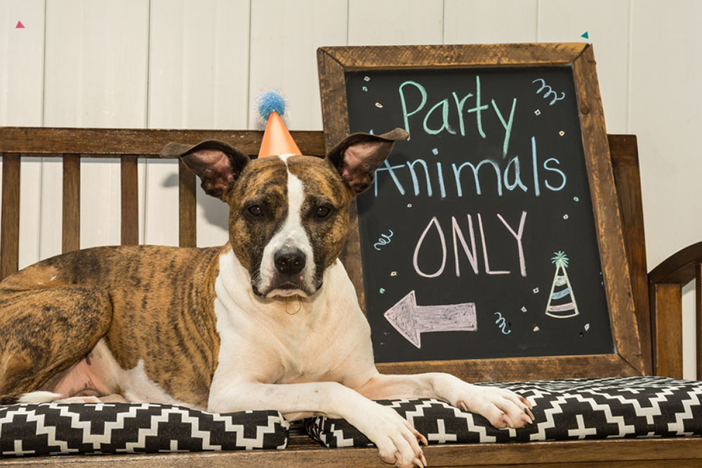 https://www.vetstreet.com/wp-content/uploads/2023/05/Dog-Birthday_3.jpg