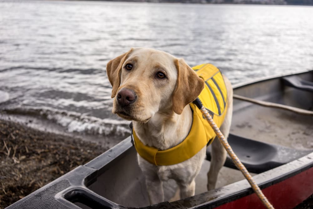 Dog on a canoe wearing a life vest