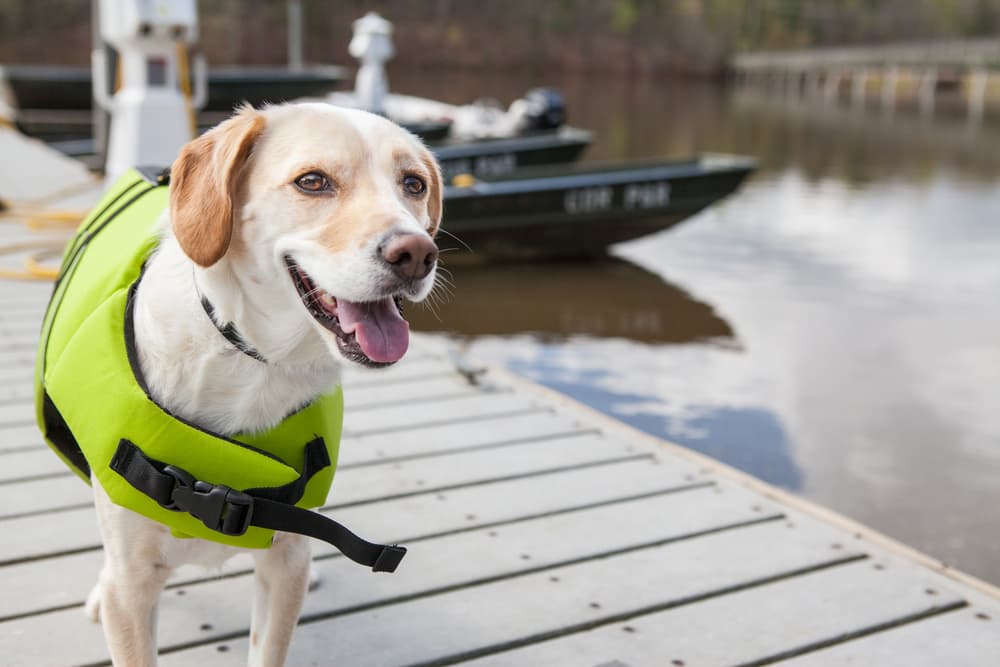 Dog standing on a dock wearing a life vest