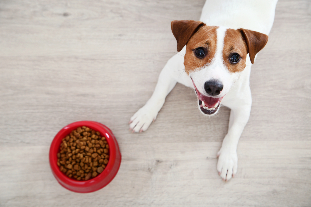 Best Dry Dog Food: The Scoop on 7 Top Picks