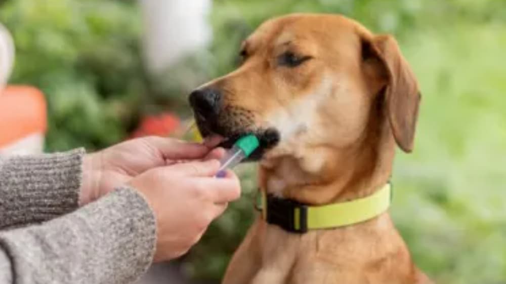 Dog taking a DNA test