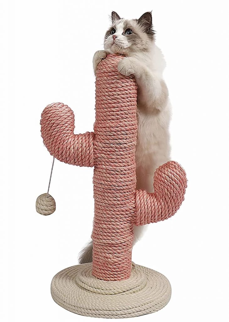 7 Cactus Cat Scratchers & Cat Trees for Southwestern Flair Vetstreet