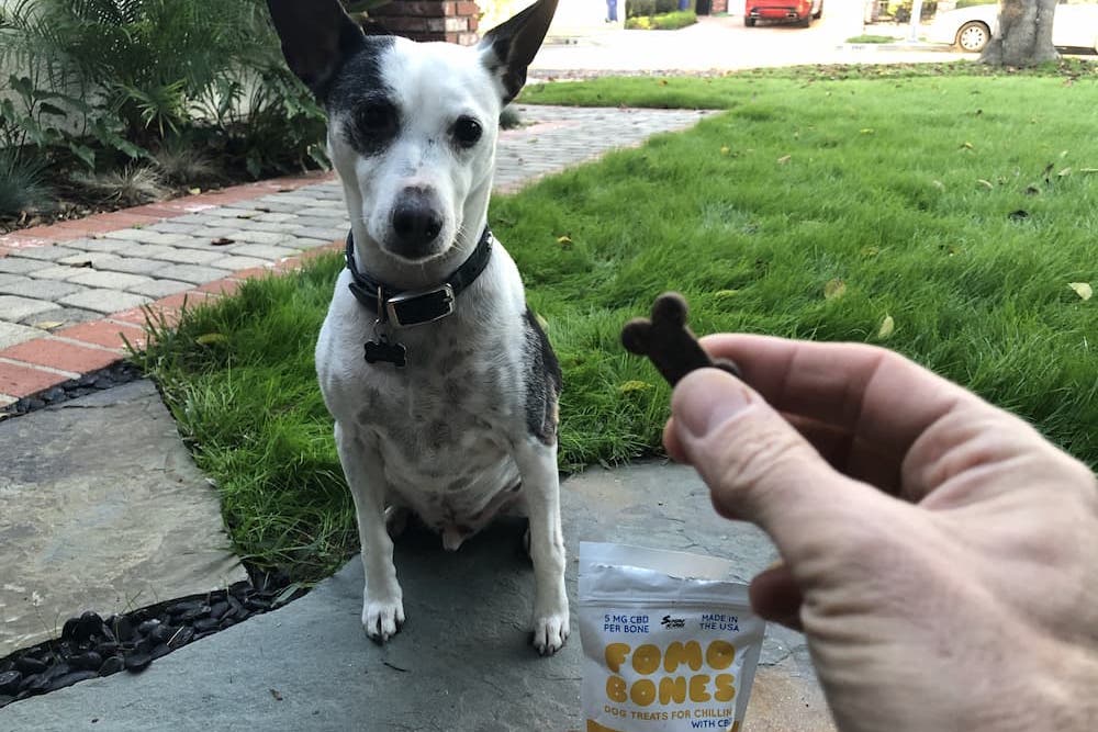 FOMO Bones happy dog getting a dog treat