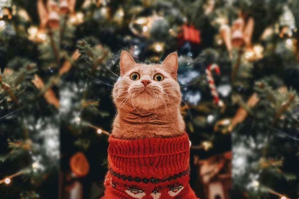 11 Cat Christmas Sweaters for You and Your Feline