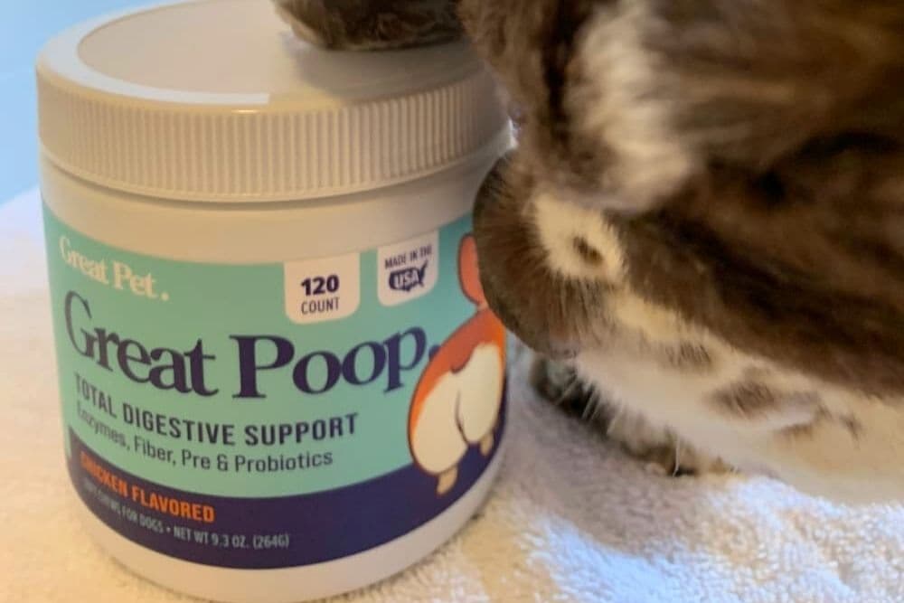 Probiotic Chews for Dogs: A Closer Look at Great Poop Digestive Support Supplement