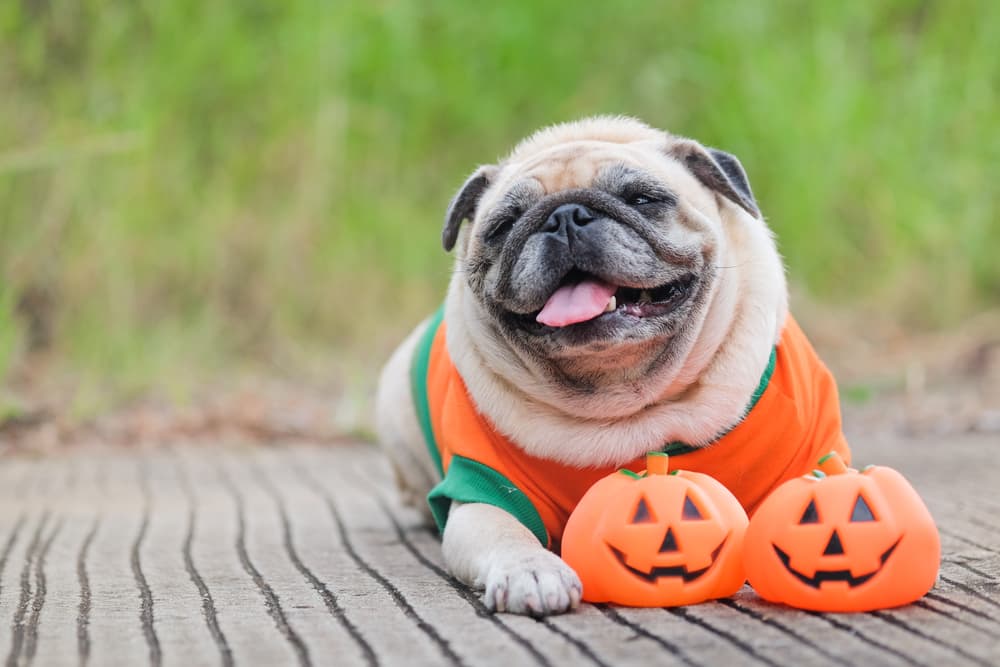 6 Best Halloween Dog Toys for Spooky Fun