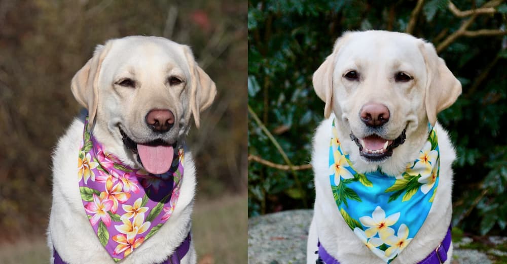 Hawaiian print dog bandanas