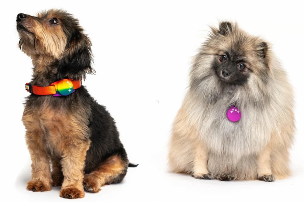 Two dogs sitting wearing Huan dog smart pet tags