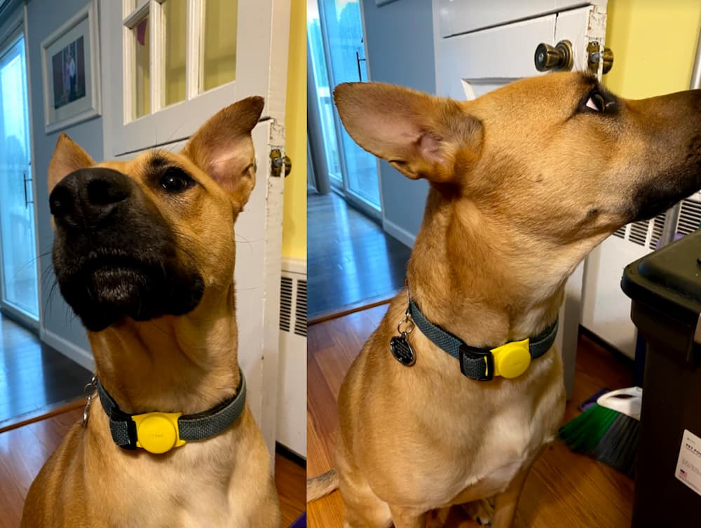 Huan dog smart pet tracker on Wally rescue dog