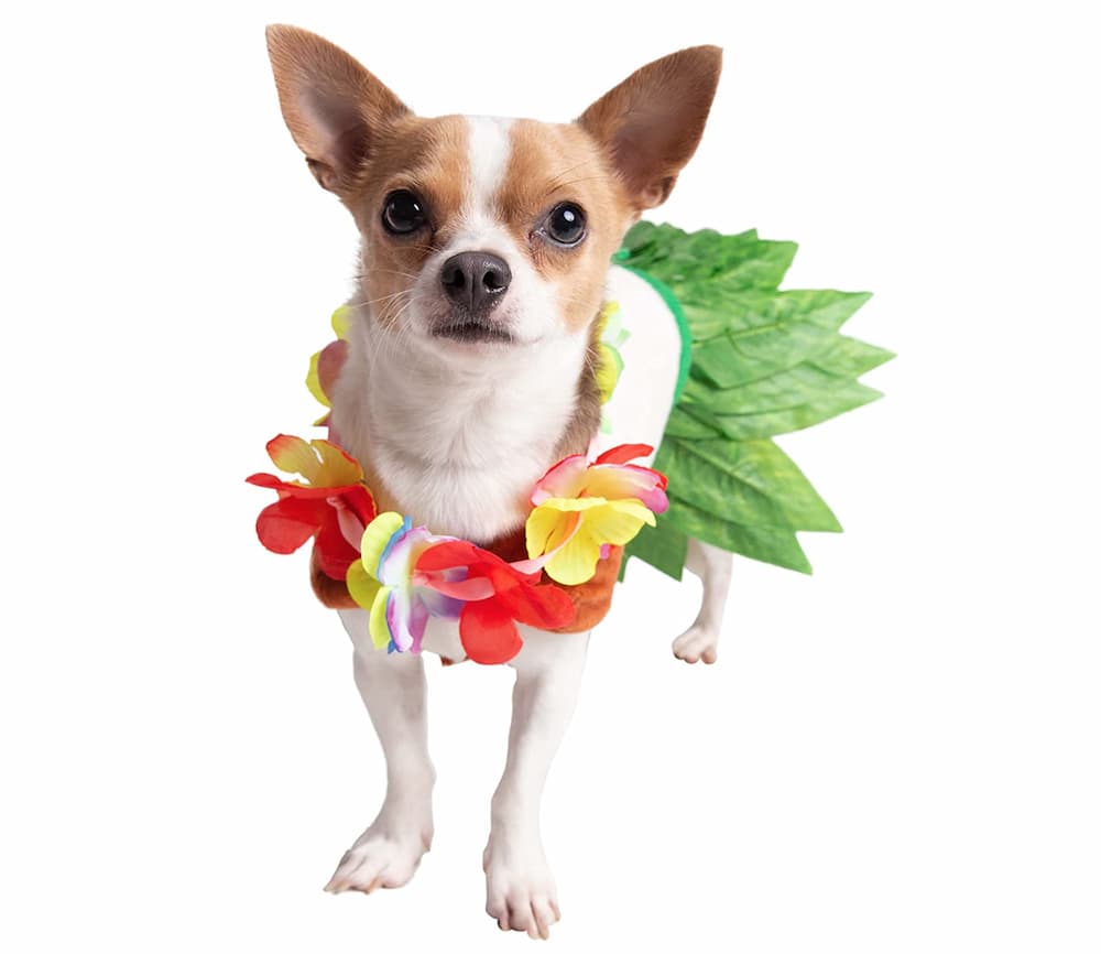 7 Best Dog and Owner Costumes for Cute Couples Vetstreet Vetstreet