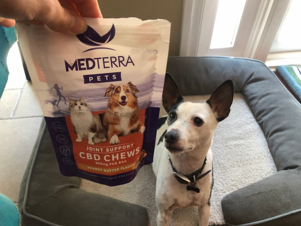 Medterra pets test number three terrier