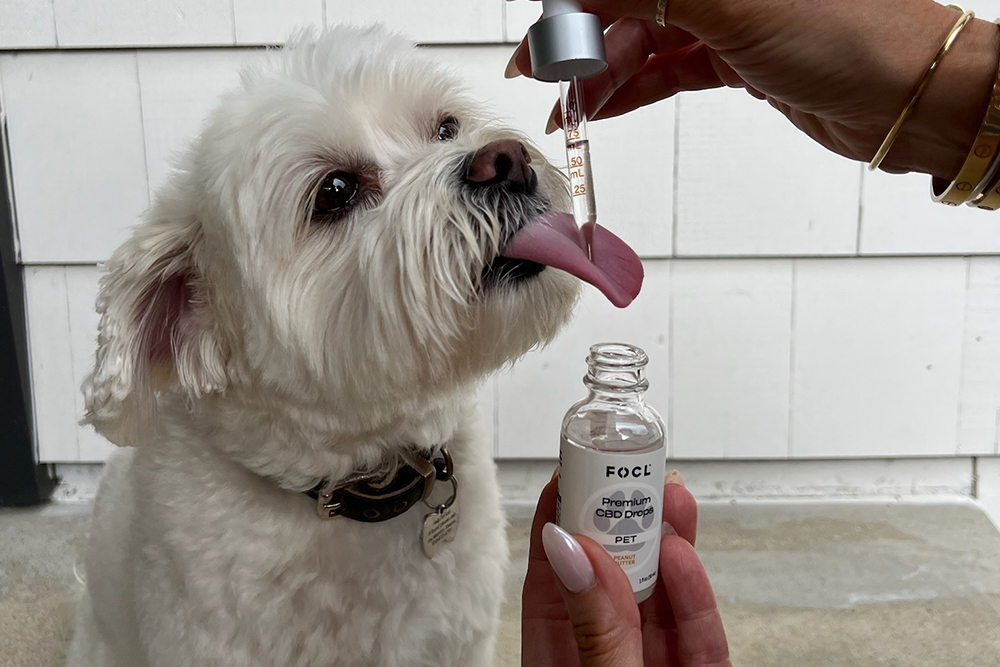 white dog sticking tongue out receiving CBD oil