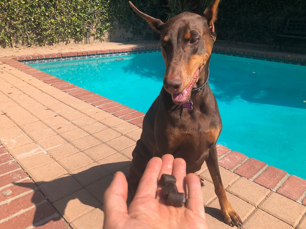 Dog sitting by the pool awaiting chews