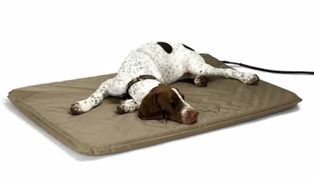 The 6 Best Outdoor Dog Beds of 2023