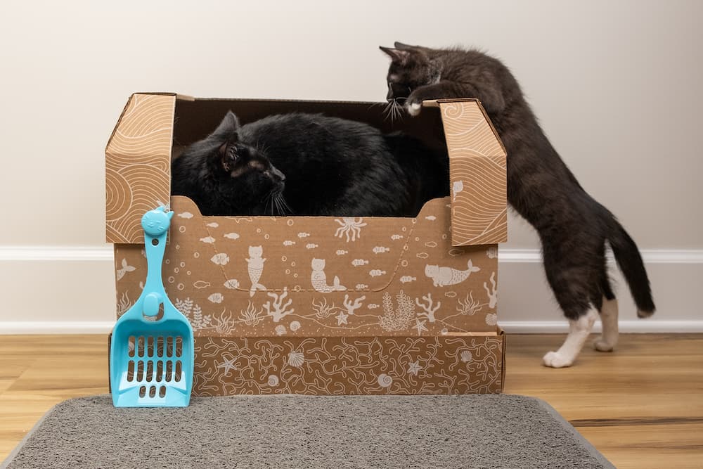 Cat deals litter club