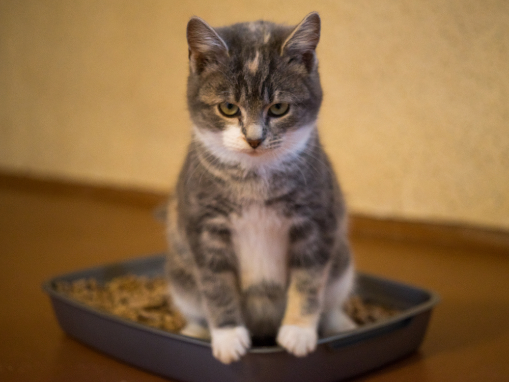 Cute cat in litter box