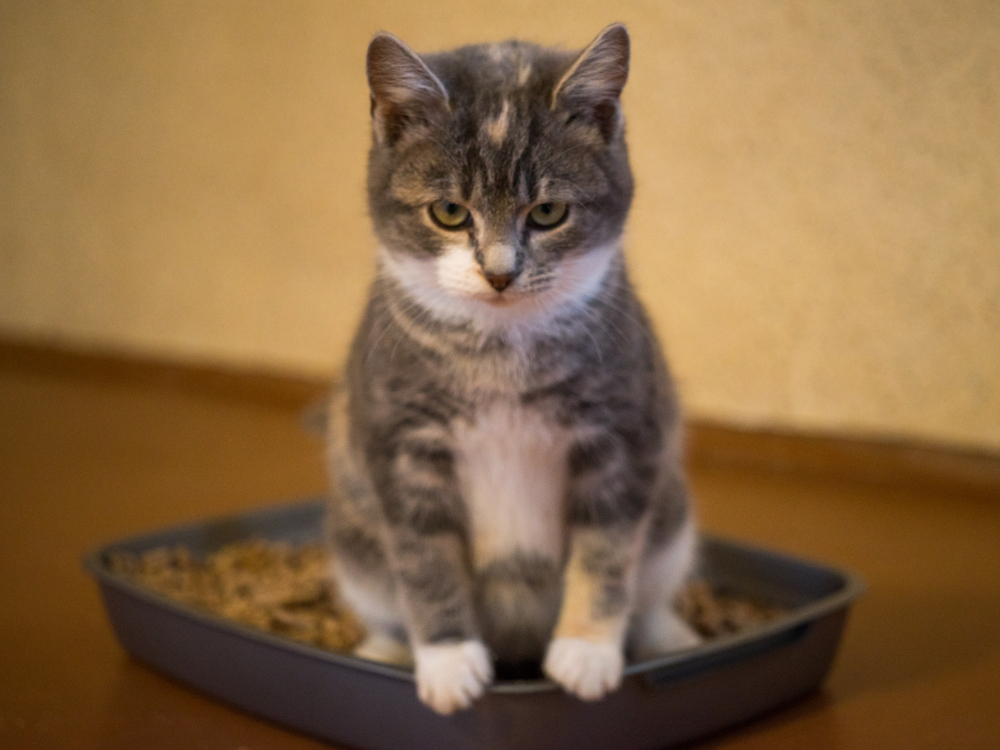 8 Best Cat Litter Mats to Prevent Mess - Vetstreet