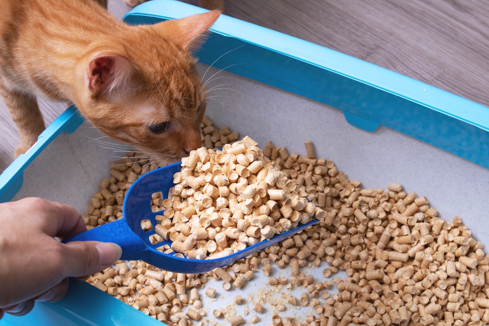 Tips for Cleaning a Litter Box and Litter Box Odor Control