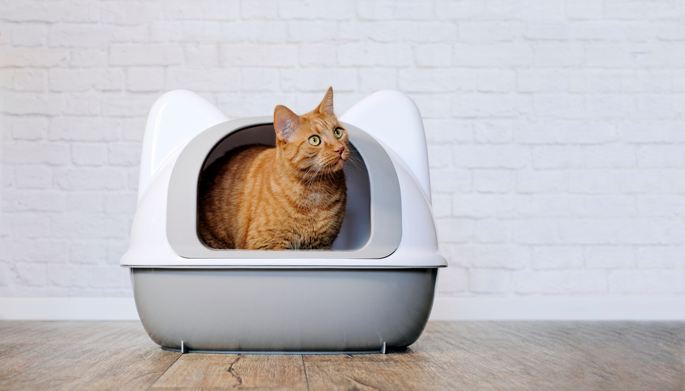 Cat in litter box that does not have litter box odor