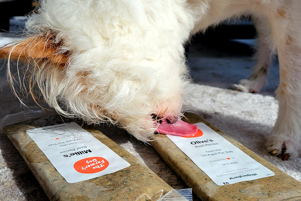 white dog licking unopened package of The Farmer's Dog food