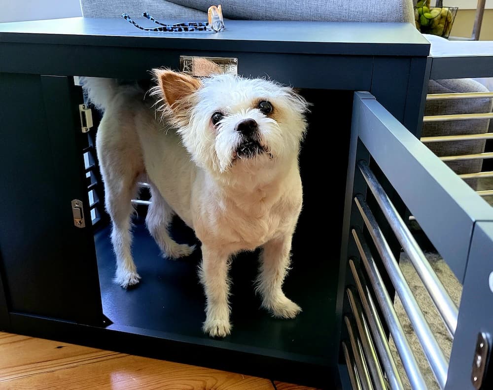 Moderno Dog Crate Review: Where Fashion Meets Function
