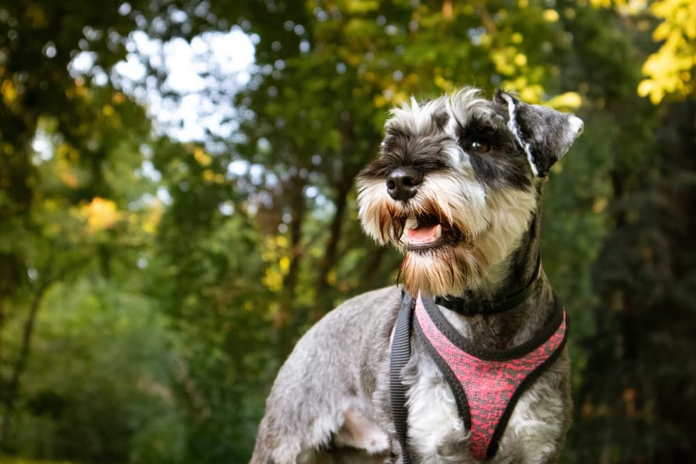 Dog in the woods smiling in the summer