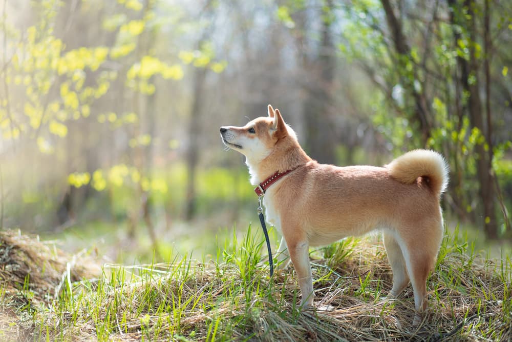 Dog standing in the woods