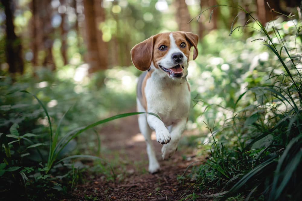 A Guide to Dog Allergies - Camping With Dogs