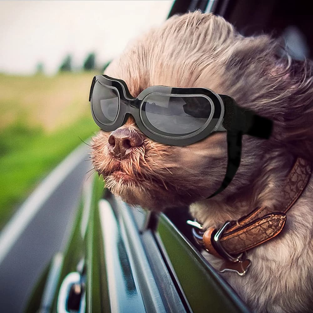 Wind goggles for dogs hotsell