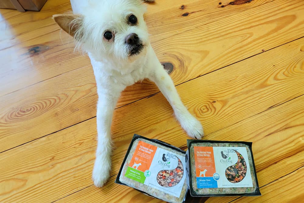 small white dog with two packages of Chi Dog food
