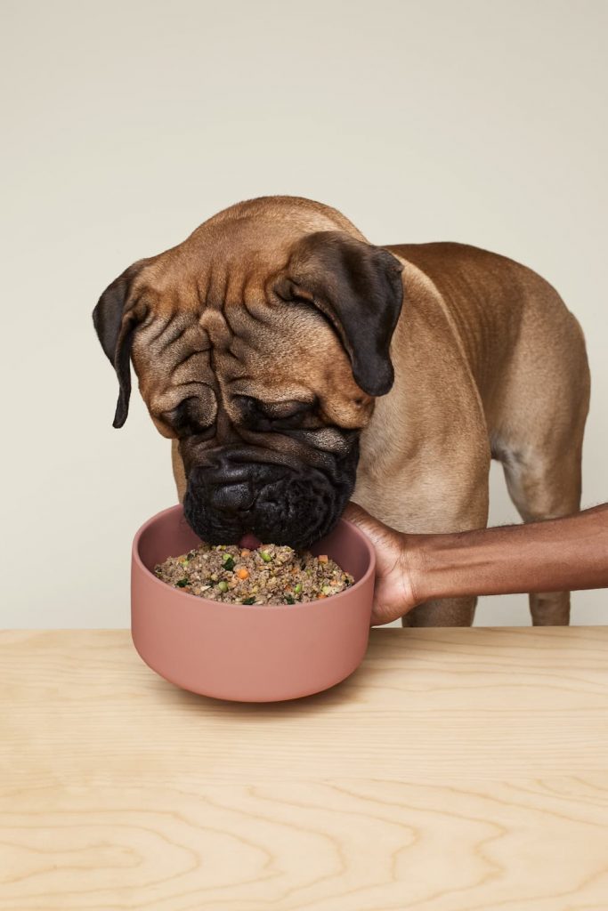 Dog eating Ollie beef recipe from bowl