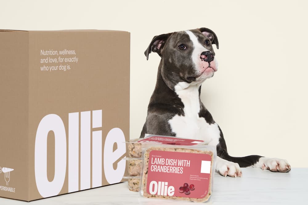 Dog with Ollie lamb dish and delivery box