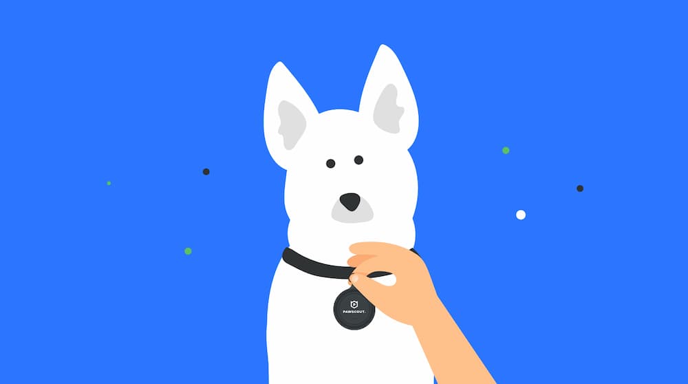 Illustration of a dog wearing their tag from Pawscout