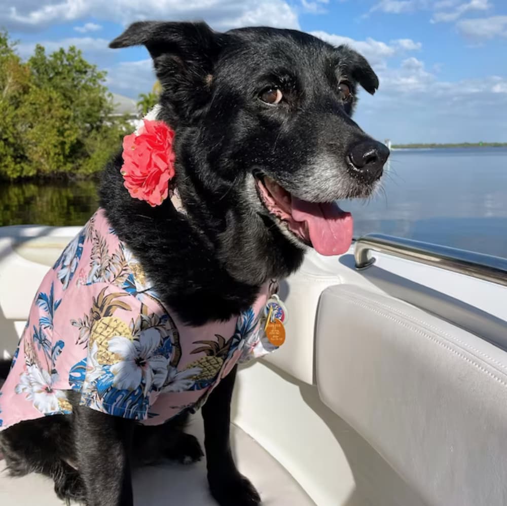 Peekabullies Hawaiian dog shirt