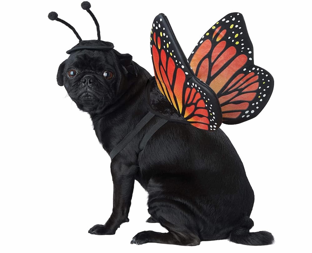 Pet Monarch Butterfly Dog Costume