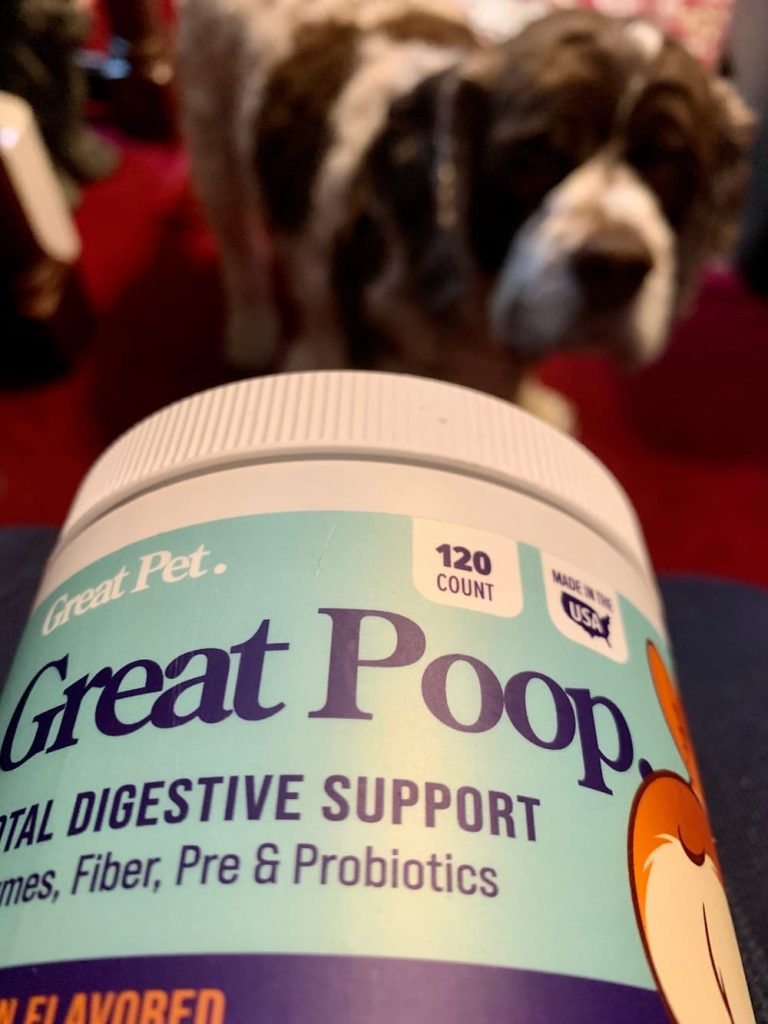 Probiotic chews for dogs are an easy way to promote a healthy gut.