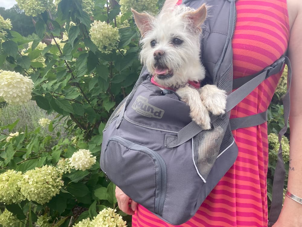 The 5 Best Chihuahua Carriers that will make your life easier