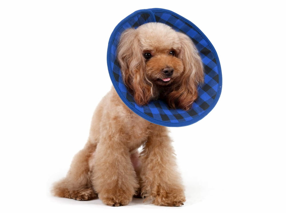 Alfie Pets fabric dog cone