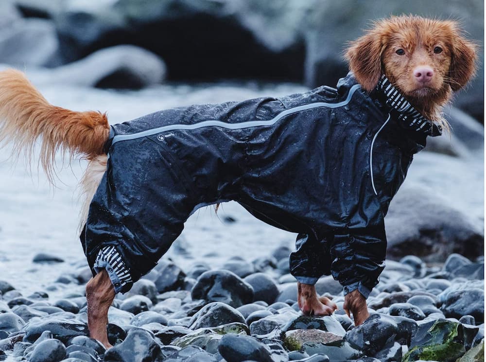 Hurtta dog raincoat