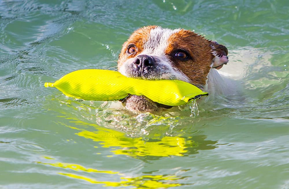 Bull Fit Floating Fetch Toy